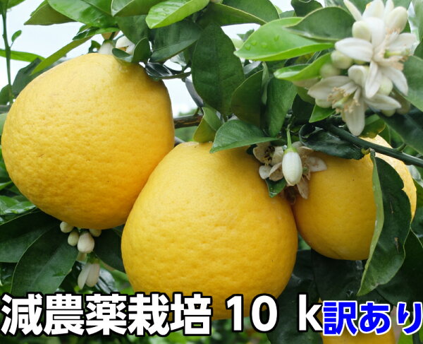 愛媛みかんギフトおすすめランキング5選